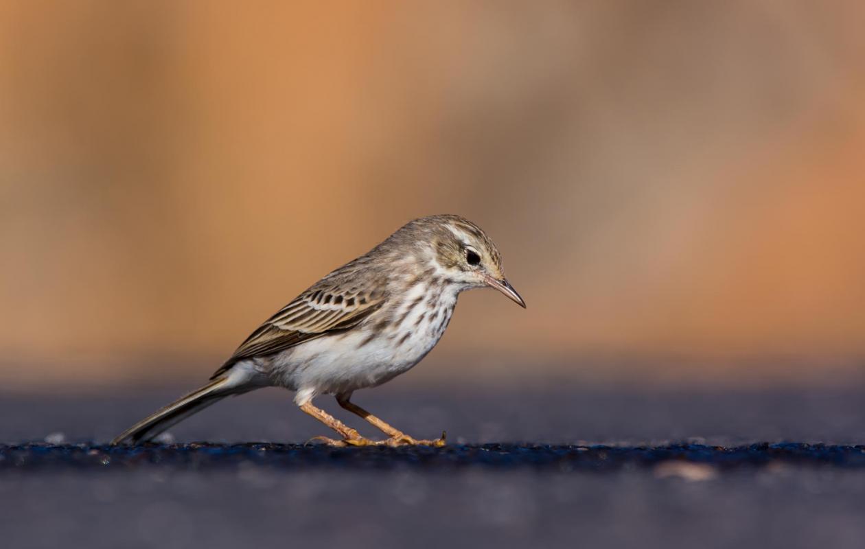 Pajaro un día soleado