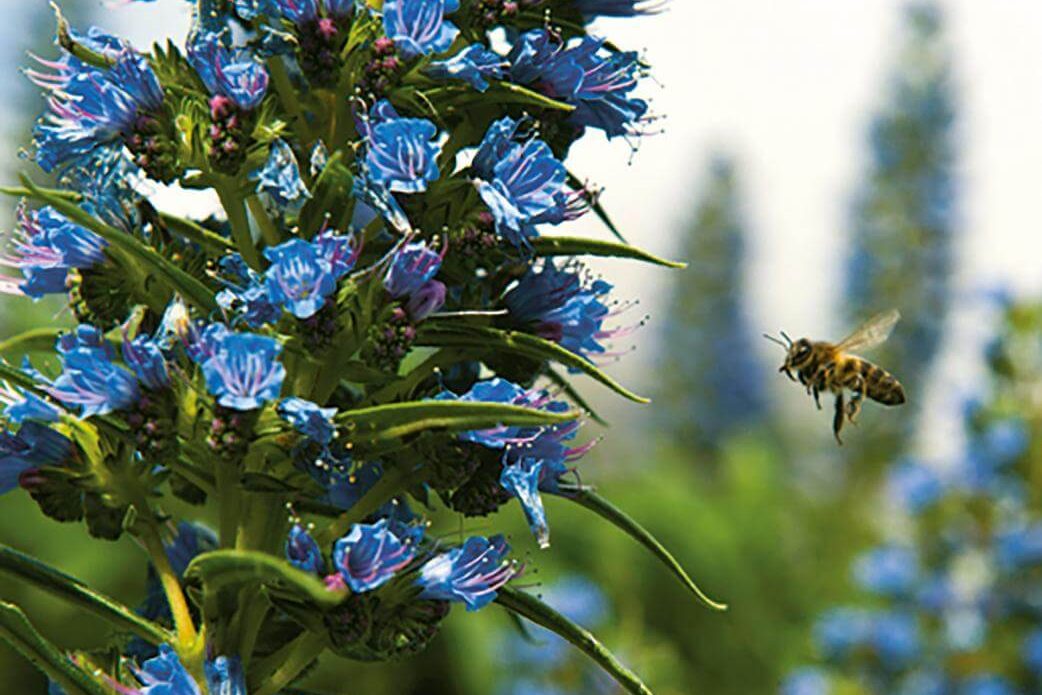Abeja al lado de una flor