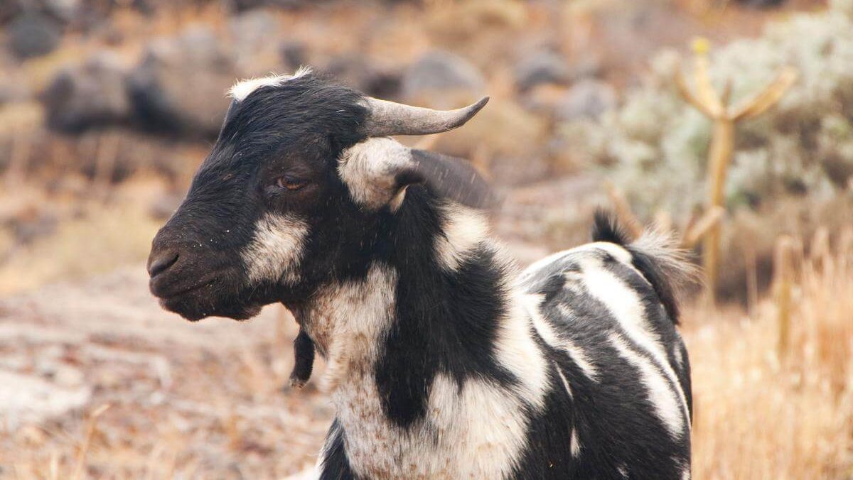 Cabra en el campo