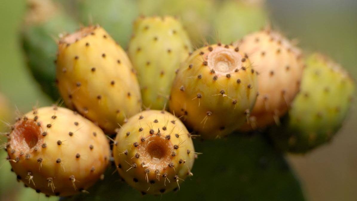 Cactus pequeño