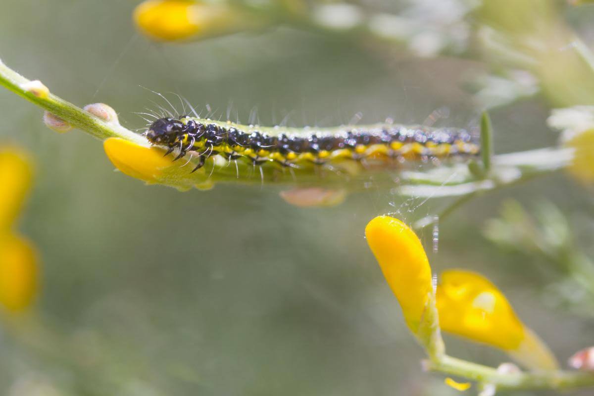 Oruga en una planta