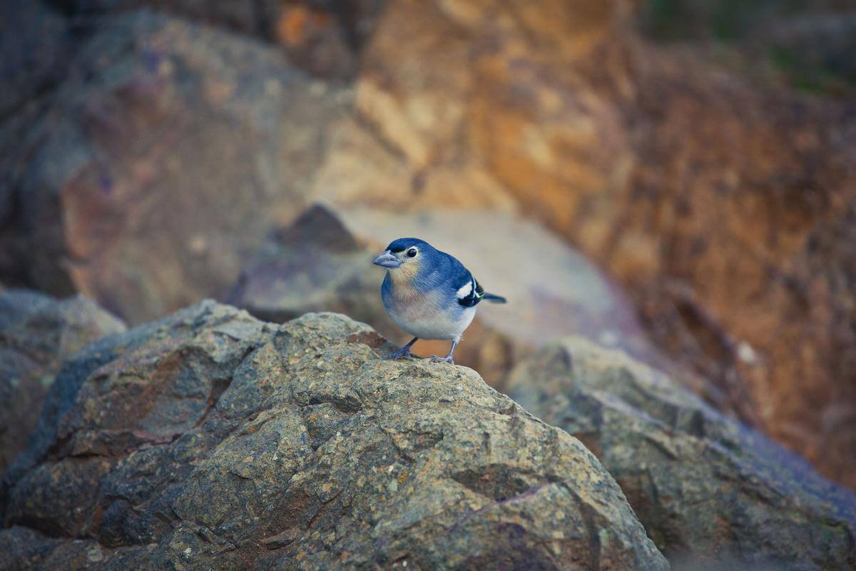Pequeño pajaro entre rocas