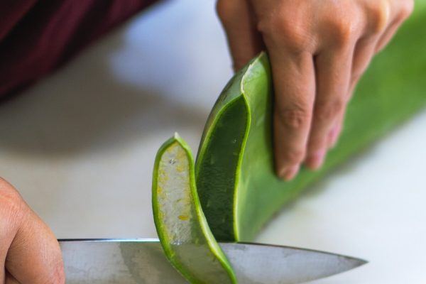 Hoja aloe vera cortada