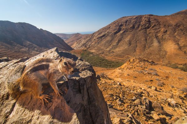 Paisaje con una ardillas