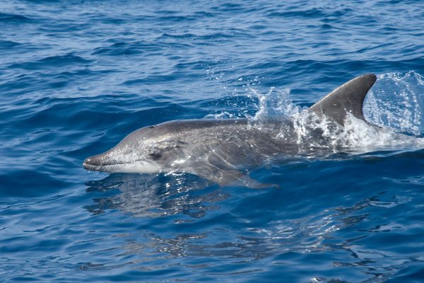 Delfín superficie