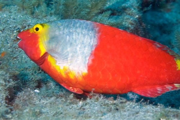 Pez rojo bajo el mar