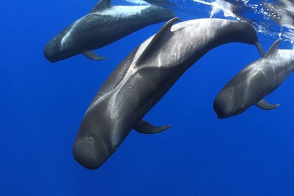 Tres delfines bajo el mar